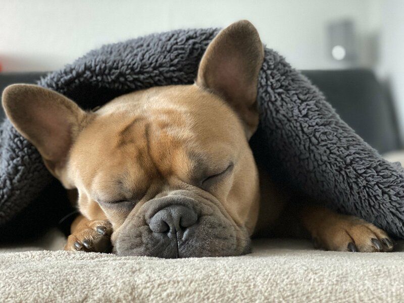 Un Bulldog Francés marrón duerme sobre una superficie beige con los ojos cerrados, parcialmente cubierto por una manta gris y mullida: una imagen que capta la comodidad y los cuidados de la custodia mascotas. Un Bulldog Francés marrón duerme sobre una superficie beige con los ojos cerrados, parcialmente cubierto por una manta gris y mullida: una imagen que capta la comodidad y los cuidados de la custodia mascotas.