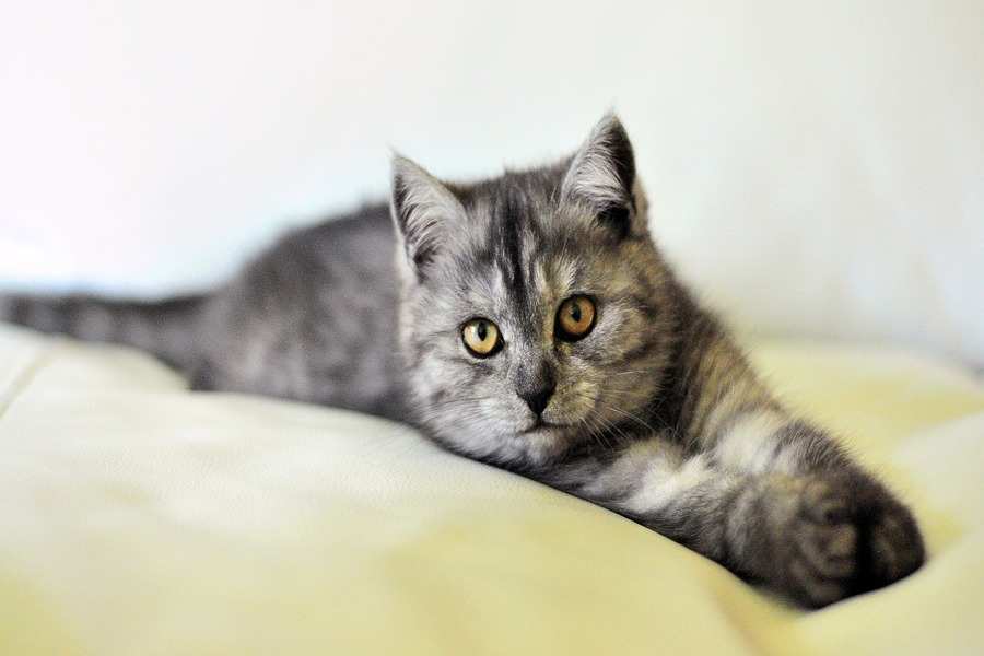 Un gato atigrado gris de ojos amarillos está tumbado sobre una superficie clara, estirando la pata delantera hacia delante y mirando directamente a la cámara: un momento de serenidad captado durante la custodia de mascotas. El fondo está suavemente difuminado.
