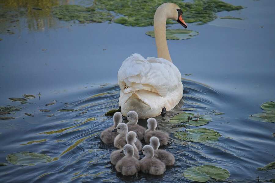 Un cisne adulto nada en un estanque, seguido de cerca por siete esponjosos cisnes grises. Los nenúfares verdes flotan en la superficie del agua, creando una escena apacible alejada de preocupaciones como la compensación económica por razón de trabajo.