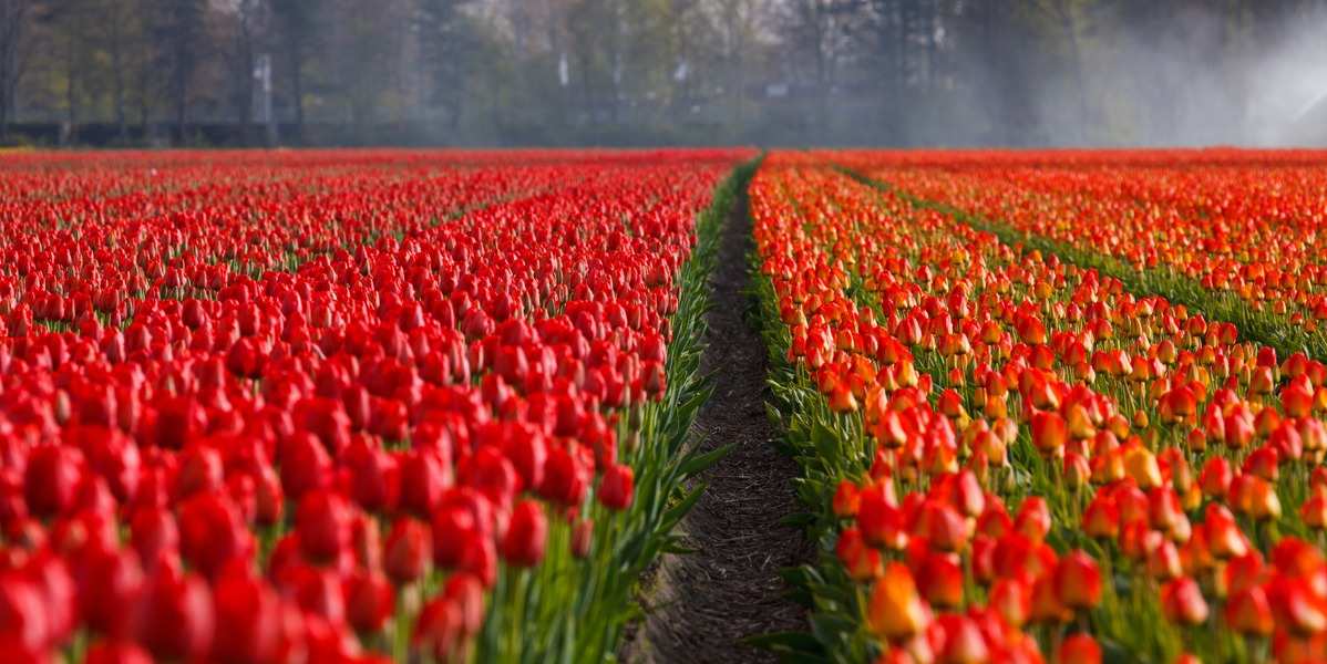 Hileras de tulipanes rojos y naranjas crecen en un campo, separados por un camino de tierra, como la idea de la custodia compartida progresiva, donde cada sección prospera mientras se mezclan lentamente en armonía bajo un cielo brumoso y árboles vigilantes.