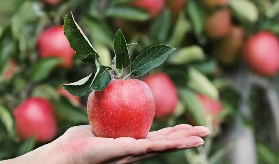 Una persona sostiene una manzana roja con hojas verdes en la palma abierta de la mano. El fondo muestra más manzanas y hojas verdes en un árbol, ligeramente desenfocado, ilustrando alimentos entre parientes en un entorno natural de huerto. Una persona sostiene una manzana roja con hojas verdes en la palma abierta de la mano. El fondo muestra más manzanas y hojas verdes en un árbol, ligeramente desenfocado, ilustrando alimentos entre parientes en un entorno natural de huerto.