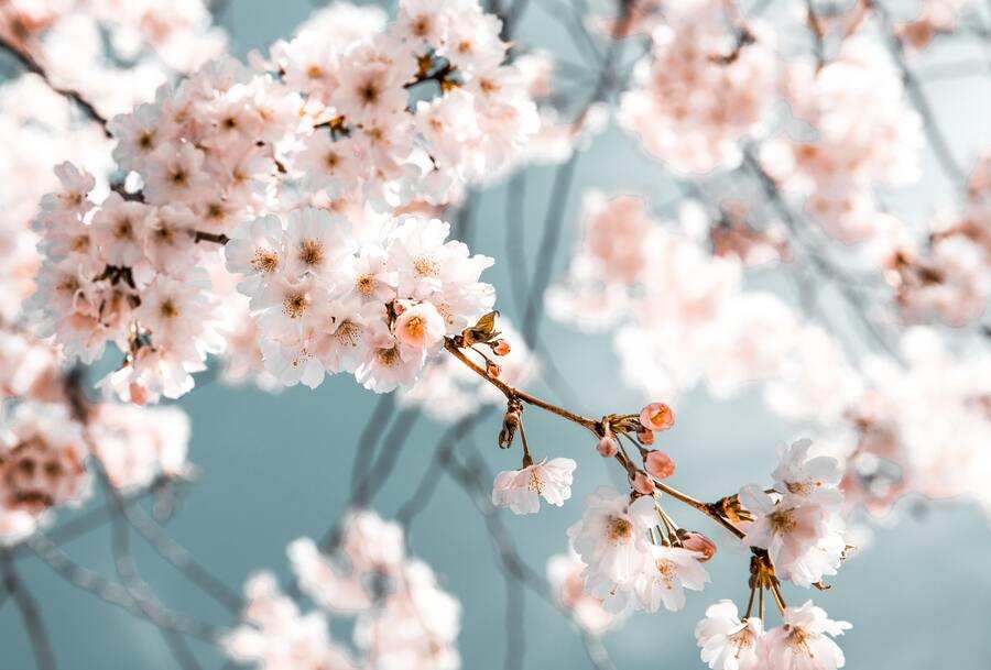 Un primer plano de ramas de cerezo con racimos de flores de color rosa pálido en flor, su delicada belleza tan fugaz como la pensión de viudedad en parejas de hecho, sobre un fondo azul y blanco suave y difuminado.