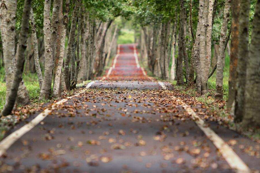 Un camino pavimentado bordeado de árboles se extiende en la distancia. Las hojas caídas cubren parte del sendero y el follaje verde forma un dosel en lo alto. La escena, tranquila y vacía, evoca una reflexión sosegada, como cuando se decide modificar la pensión de alimentos. Un camino pavimentado bordeado de árboles se extiende en la distancia. Las hojas caídas cubren parte del sendero y el follaje verde forma un dosel en lo alto. La escena, tranquila y vacía, evoca una reflexión sosegada, como cuando se decide modificar la pensión de alimentos.
