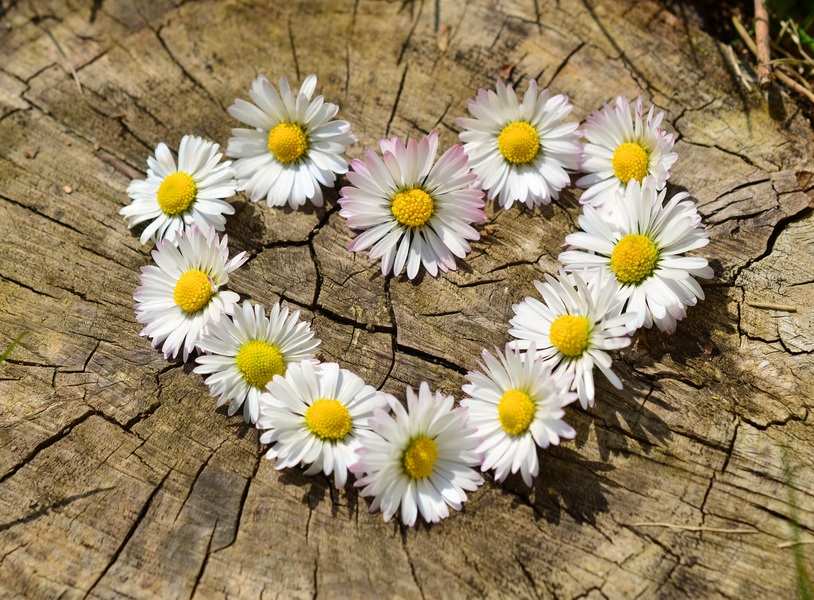 Un grupo de margaritas blancas con el centro amarillo, símbolo de la adopción, dispuestas en forma de corazón sobre la superficie de un tocón de árbol con anillos y grietas visibles. Un grupo de margaritas blancas con el centro amarillo, símbolo de la adopción, dispuestas en forma de corazón sobre la superficie de un tocón de árbol con anillos y grietas visibles.