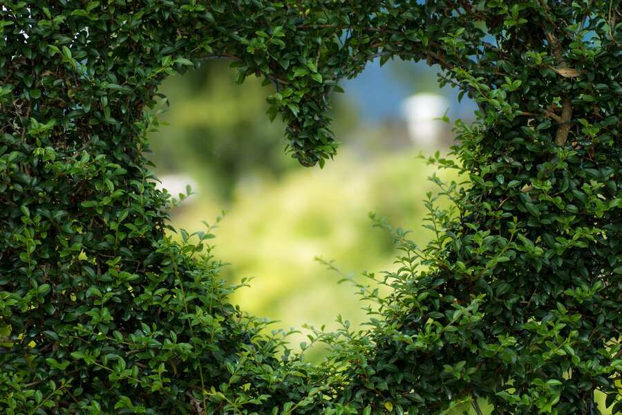 Un denso seto verde con un recorte en forma de corazón en el centro, que ofrece una visión borrosa del verdor y los árboles del fondo, como si se mirara a través de la incertidumbre durante una reclamación de paternidad.