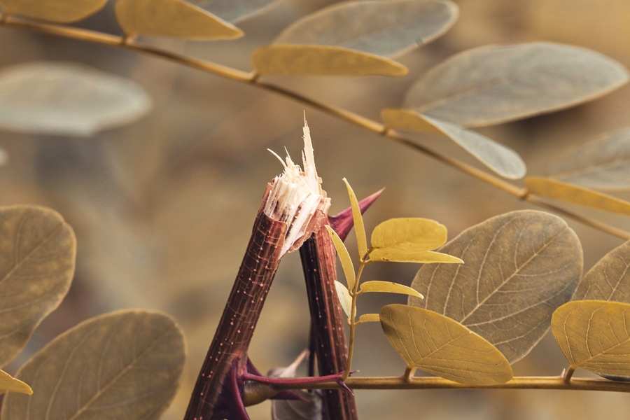 Primer plano de un tallo de planta que se ha partido por la mitad, con bordes dentados en la rotura, que recuerda a un testamento divorciado. El fondo muestra hojas ovaladas en tonos verdes y amarillos. Primer plano de un tallo de planta que se ha partido por la mitad, con bordes dentados en la rotura, que recuerda a un testamento divorciado. El fondo muestra hojas ovaladas en tonos verdes y amarillos.