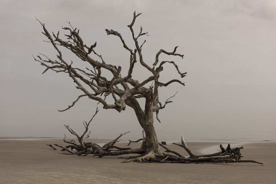 Un gran árbol sin hojas y de ramas retorcidas yace de lado en una playa llana y arenosa bajo un cielo nublado, evocando las secuelas de un maltrato psicológico. La escena parece desolada y vacía, sin vegetación ni personas a la vista. Un gran árbol sin hojas y de ramas retorcidas yace de lado en una playa llana y arenosa bajo un cielo nublado, evocando las secuelas de un maltrato psicológico. La escena parece desolada y vacía, sin vegetación ni personas a la vista.