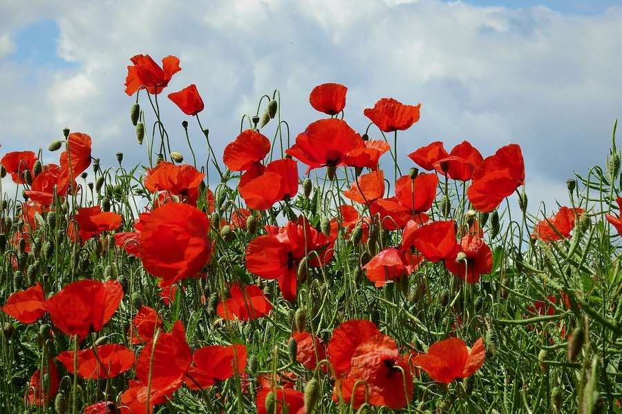 Un campo de flores rojas de amapola con altos tallos y capullos verdes, sobre un cielo azul parcialmente nublado, como los días inciertos en los que te preguntas si te pueden despedir si estás en ERTE.