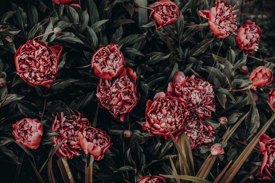 Un ramillete de peonías rojo oscuro en plena floración entre hojas verdes, sus intrincados detalles tan cuidadosamente compuestos como un testamento ológrafo, con pétalos más claros que añaden profundidad. Las flores y el follaje llenan densamente el marco.