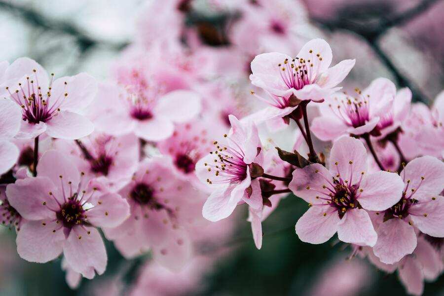 Primer plano de varios racimos de flores de cerezo de color rosa claro con centros oscuros y estambres de punta amarilla, sobre un fondo borroso, como la esperanza floreciente tras un cobrar pensión de viudedad divorcio. Primer plano de varios racimos de flores de cerezo de color rosa claro con centros oscuros y estambres de punta amarilla, sobre un fondo borroso, como la esperanza floreciente tras un cobrar pensión de viudedad divorcio.