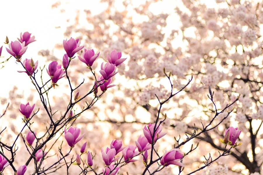 Ramas con flores rosas de magnolia en primer plano y un cerezo en flor con flores rosa pálido difuminadas al fondo. La escena, llena de luz suave, evoca la dulzura de la primavera y momentos de reflexión sobre la incapacitación familiar. Ramas con flores rosas de magnolia en primer plano y un cerezo en flor con flores rosa pálido difuminadas al fondo. La escena, llena de luz suave, evoca la dulzura de la primavera y momentos de reflexión sobre la incapacitación familiar.