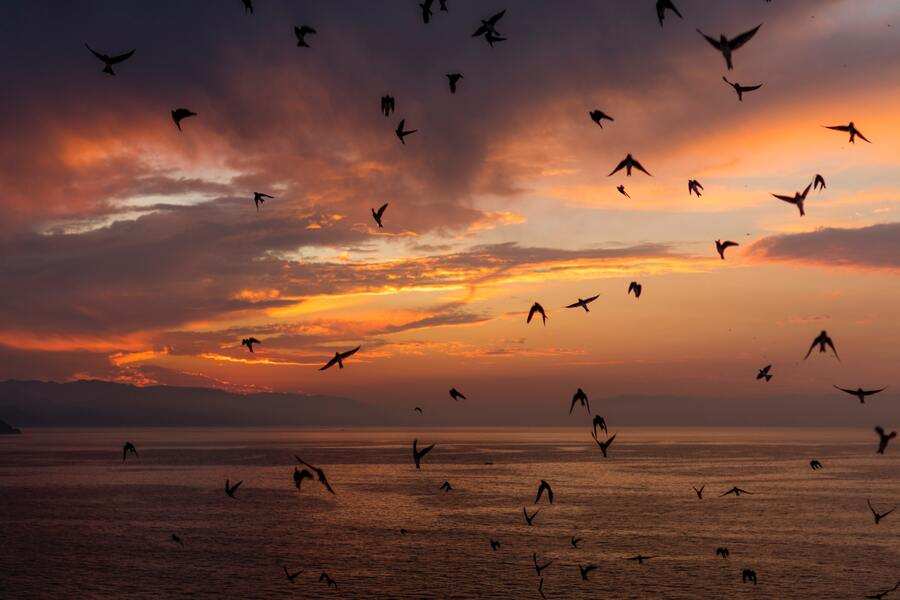 Una bandada de pájaros sobrevuela una tranquila masa de agua al atardecer, con nubes y tonos naranjas, rojos y morados en el cielo. A lo lejos se ven montañas, que evocan un momento tranquilo para reflexionar sobre decisiones como desheredar o no a un hijo. Una bandada de pájaros sobrevuela una tranquila masa de agua al atardecer, con nubes y tonos naranjas, rojos y morados en el cielo. A lo lejos se ven montañas, que evocan un momento tranquilo para reflexionar sobre decisiones como desheredar o no a un hijo.
