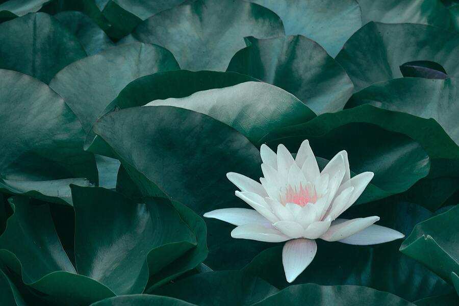 Una flor de loto blanca con toques rosas florece entre grandes nenúfares verde oscuro, simbolizando la pureza y el delicado equilibrio de la herencia, haciendo eco de las complejidades a las que uno puede enfrentarse cuando decide desheredar a su hijo.