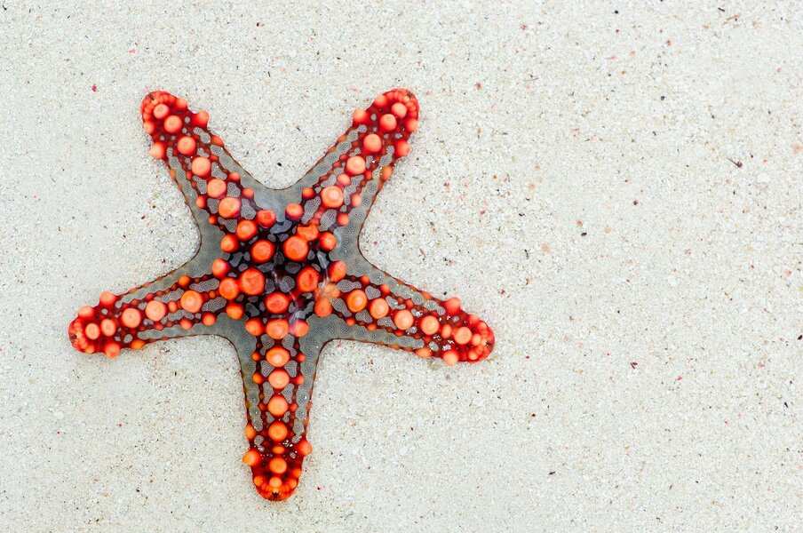 Una estrella de mar roja y naranja con protuberancias yace sobre la arena clara, vista desde arriba; su quietud evoca la sensación de denegar las vacaciones.
