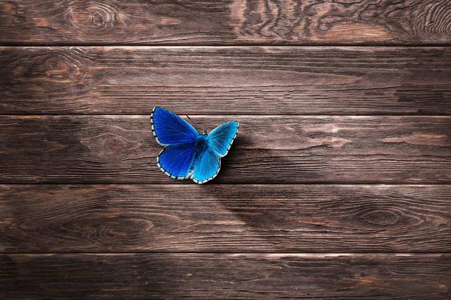 Una mariposa azul con las alas desplegadas se posa sobre una superficie de madera formada por tablones de color marrón oscuro, simbolizando el delicado equilibrio del usufructo viudal. La mariposa está centrada y las vetas de la madera son visibles en toda la imagen. Una mariposa azul con las alas desplegadas se posa sobre una superficie de madera formada por tablones de color marrón oscuro, simbolizando el delicado equilibrio del usufructo viudal. La mariposa está centrada y las vetas de la madera son visibles en toda la imagen.