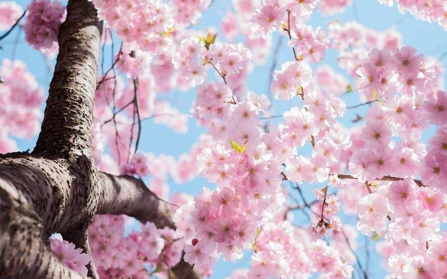 Primer plano del tronco de un árbol con las ramas cubiertas de racimos de flores rosas de cerezo contra un cielo azul despejado: al igual que aprender cómo divorciarse, la escena marca un momento de nuevos comienzos y cambios vibrantes.