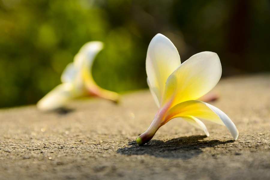 Primer plano de dos flores de plumeria blancas y amarillas tendidas sobre una superficie rugosa e iluminada por el sol -una enfocada nítidamente, la otra borrosa- que suscitan una reflexión tan sosegada como una discusión sobre pensión compensatoria.