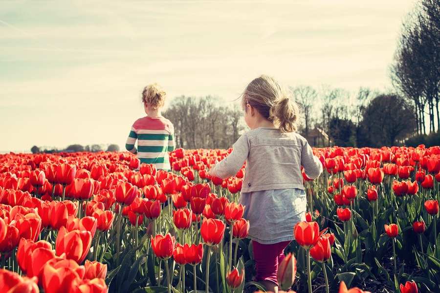 Dos niños pequeños caminan por un campo de tulipanes rojos en flor bajo un cielo parcialmente nublado, en un día despreocupado alejado de las preocupaciones de los adultos, como actualizar la pensión de alimentos según el IPC. A lo lejos, los árboles perfilan el horizonte.