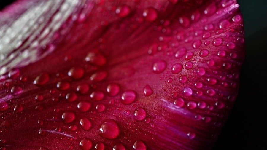 Primer plano de un pétalo rojo con numerosas gotas de agua en su superficie, mostrando la textura y los detalles del pétalo y las gotas sobre un fondo oscuro. Primer plano de un pétalo rojo con numerosas gotas de agua en su superficie, mostrando la textura y los detalles del pétalo y las gotas sobre un fondo oscuro.