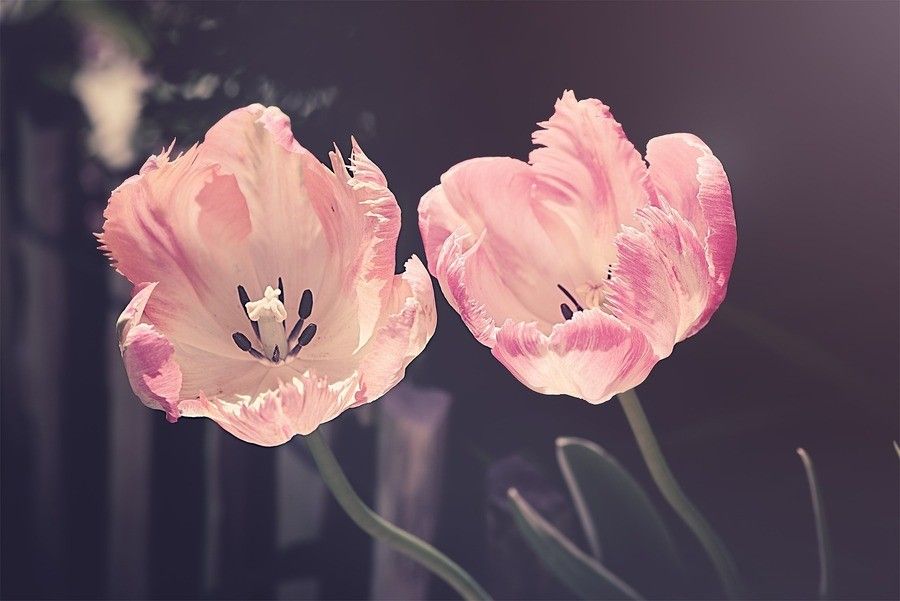 Dos tulipanes de color rosa claro con pétalos ribeteados florecen uno junto al otro, juntos como un divorcio de mutuo acuerdo -graciosos y pacíficos sobre un fondo oscuro y difuminado. La iluminación resalta su delicada textura y sus sutiles variaciones de color.