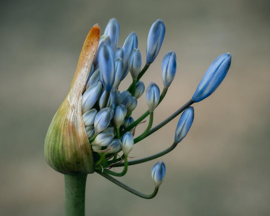 Primer plano de un capullo de agapanto empezando a florecer, sus racimos de capullos azul-púrpura emergiendo de una vaina protectora verde y marrón: la naturaleza desplegándose con la paciencia que se encuentra en las medidas provisionales previas al divorcio.
