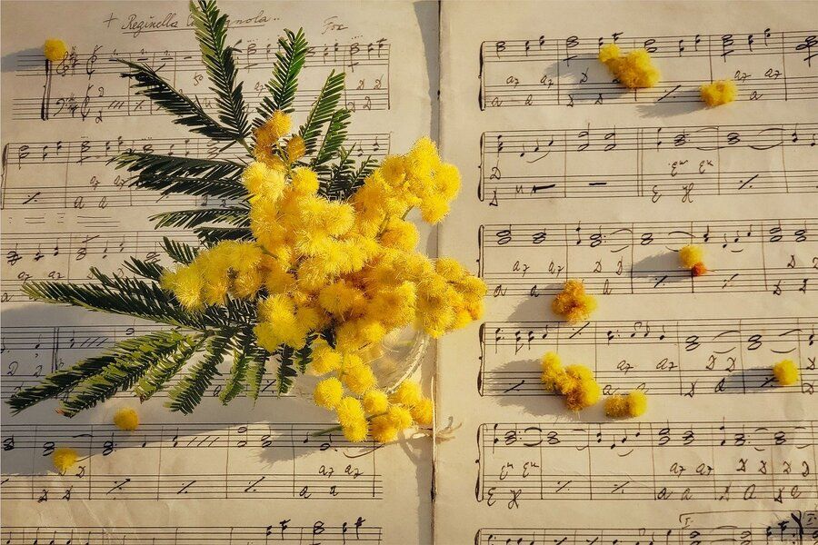 Flores amarillas de mimosa y hojas verdes descansan sobre partituras abiertas, con flores más pequeñas esparcidas por las páginas: un delicado homenaje a la herencia y el legado plasmado en notas manuscritas y texto.