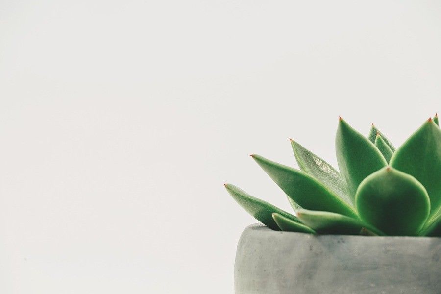 Testamento del uno para el otro: ¿Qué es y cómo funciona? Un primer plano de una planta suculenta verde en una maceta gris, situada en la esquina inferior derecha sobre un fondo liso y claro: una imagen que evoca la conexión silenciosa de las promesas tácitas, como un testamento del uno para el otro.